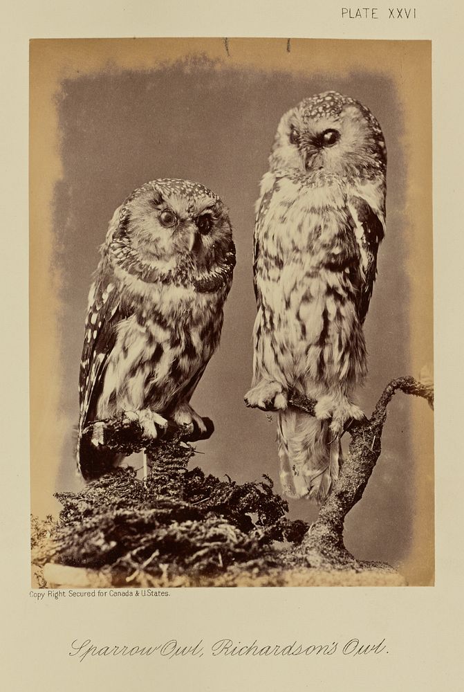 Sparrow Owl, Richardson's Owl by William Notman