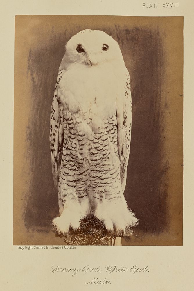 Snowy Owl, White Owl. Male. by William Notman
