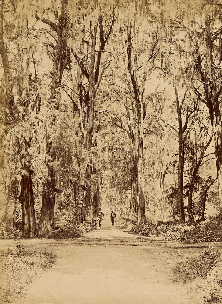 Mexico. Grove of Chapultepec, Near of Mexico by Abel Briquet