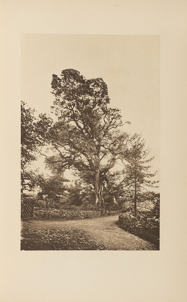 Jan Ridd's Oak by Francis Frith and A W Elson and Co