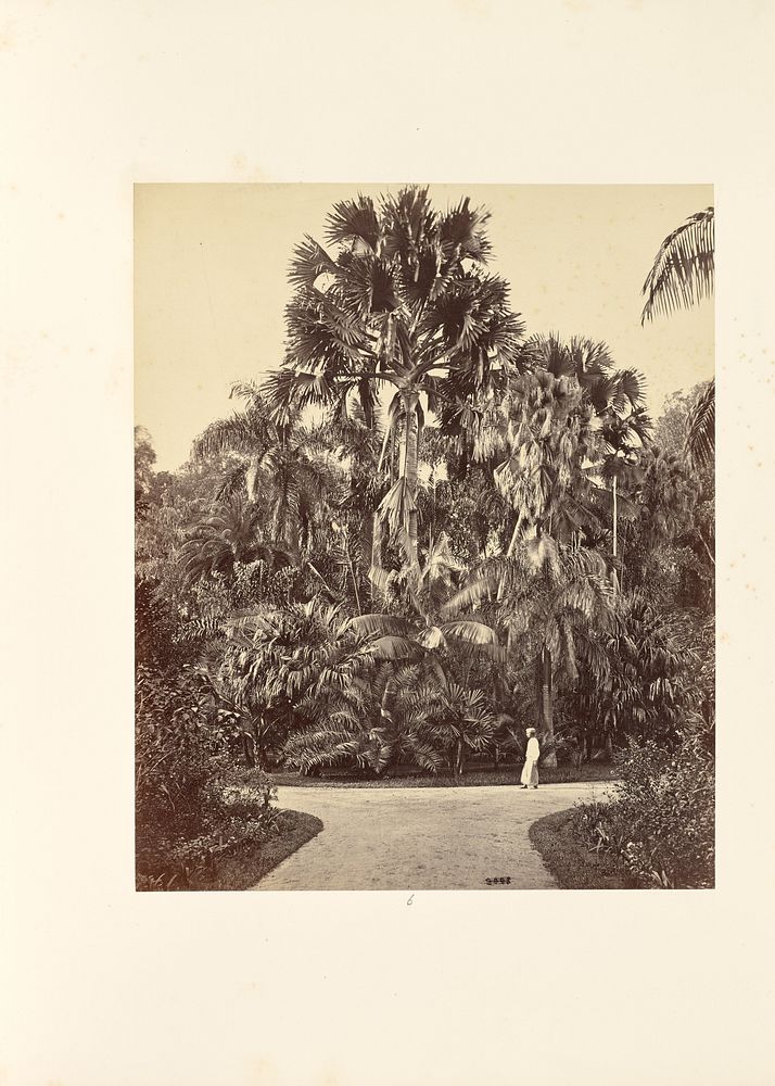 Palms and Man by Bourne and Shepherd