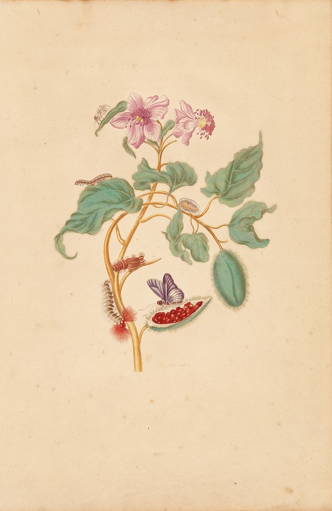 The Rocu Tree with Caterpillars, Moths, and Butterflies by Maria Sibylla Merian