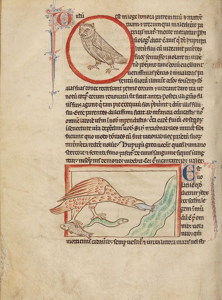 A Hoopoe; An Ibis