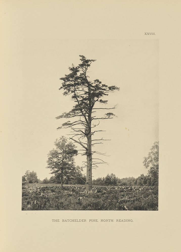 The Batchelder Pine, North Reading by Henry Brooks