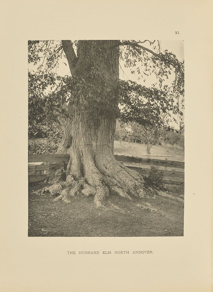 The Hubbard Elm, North Andover by Henry Brooks