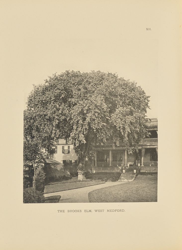 The Brooks Elm, West Medford by Henry Brooks