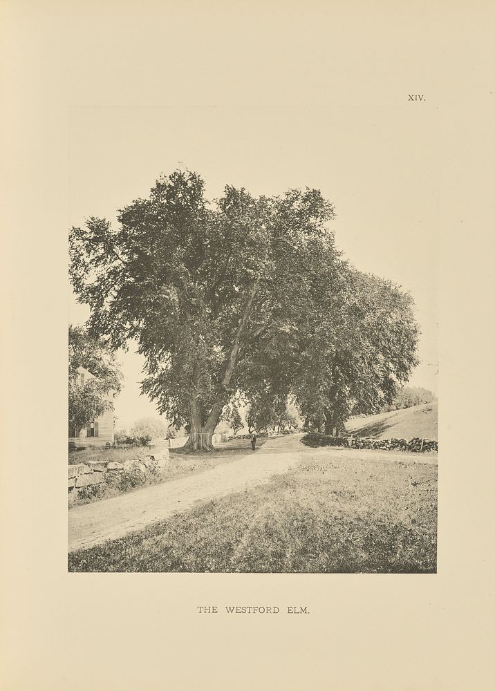 The Westford Elm by Henry Brooks