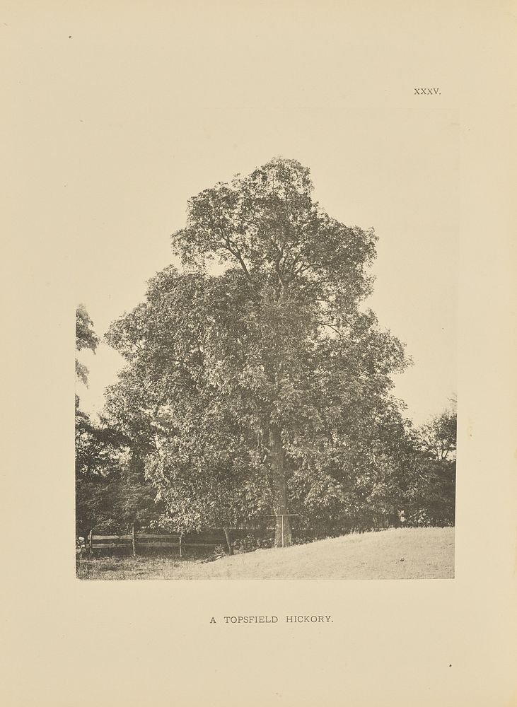 A Topsfield Hickory by Henry Brooks