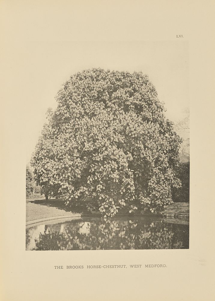 The Brooks Horse-Chestnut, West Medford by Henry Brooks