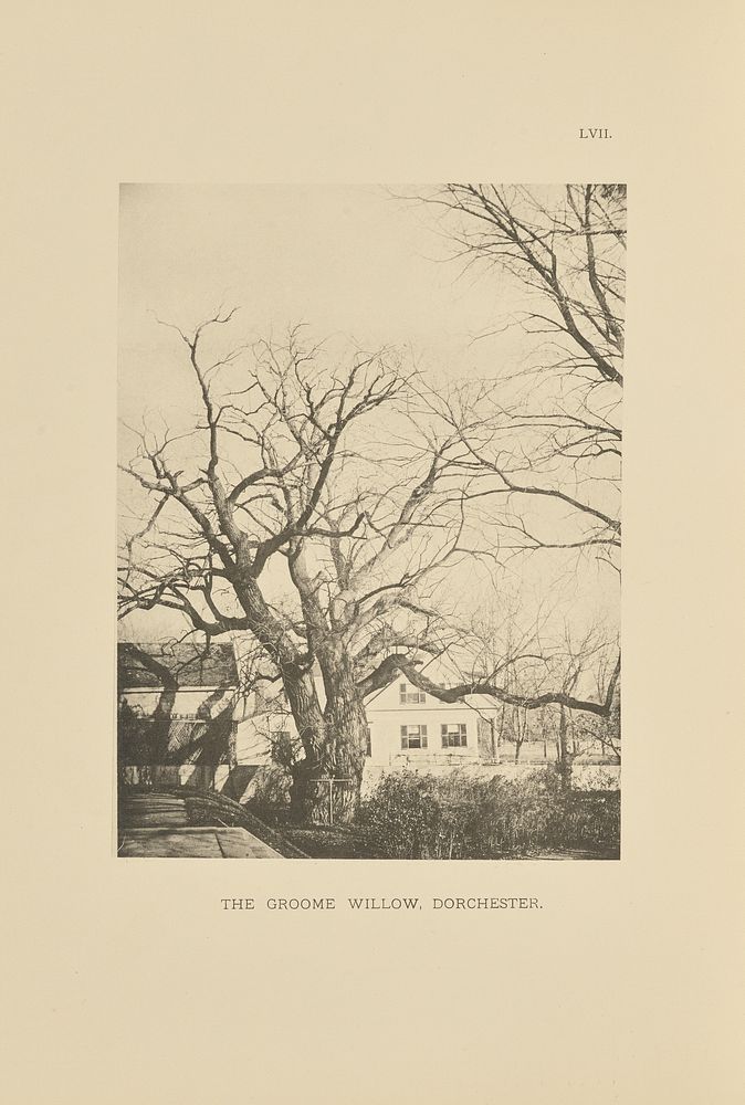 The Groome Willow, Dorchester by Henry Brooks