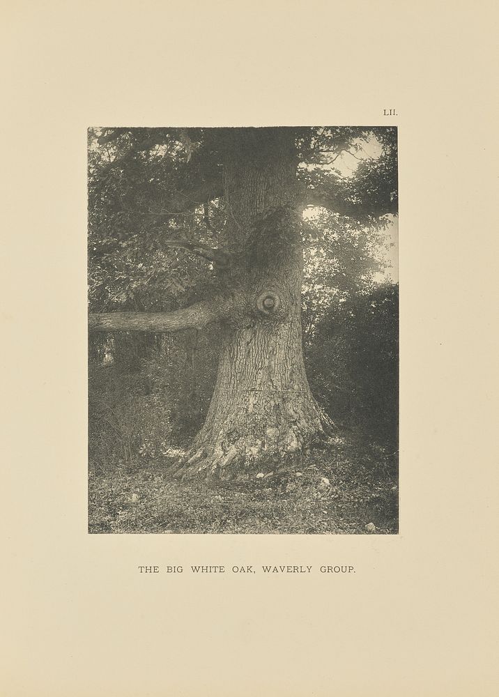 The Big White Oak, Waverly Group by Henry Brooks