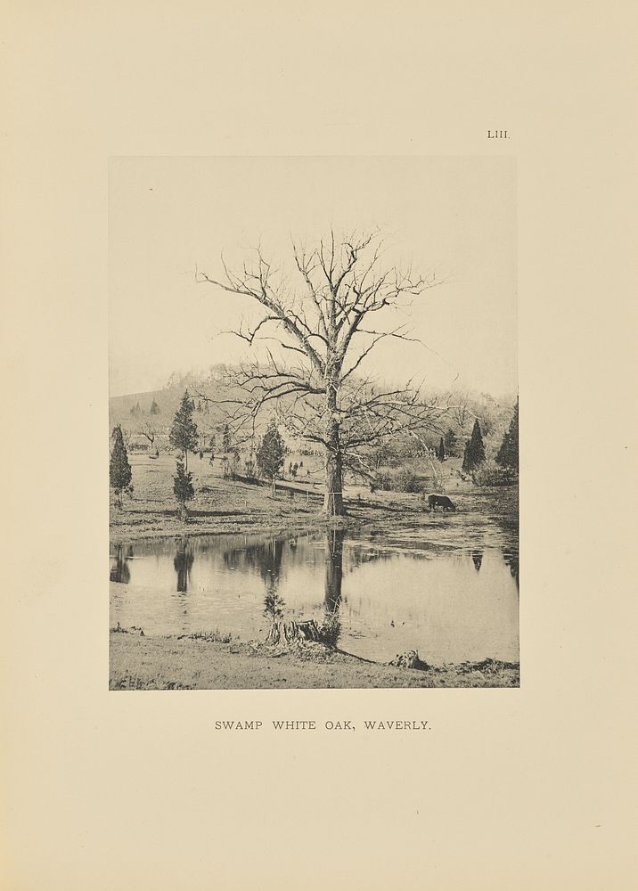 Swamp White Oak, Waverly by Henry Brooks