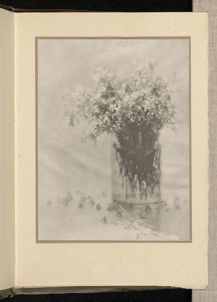Still Life [flowering shrub in glass] by Baron Adolf de Meyer and Alfred Stieglitz