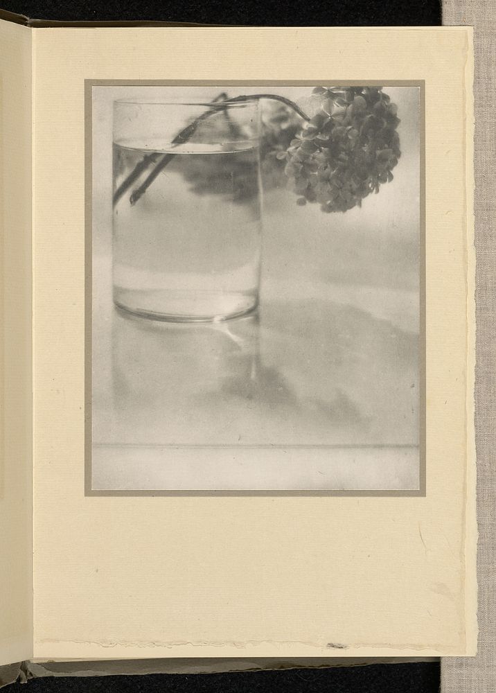 Still Life [hydrangea in glass] by Baron Adolf de Meyer and Alfred Stieglitz