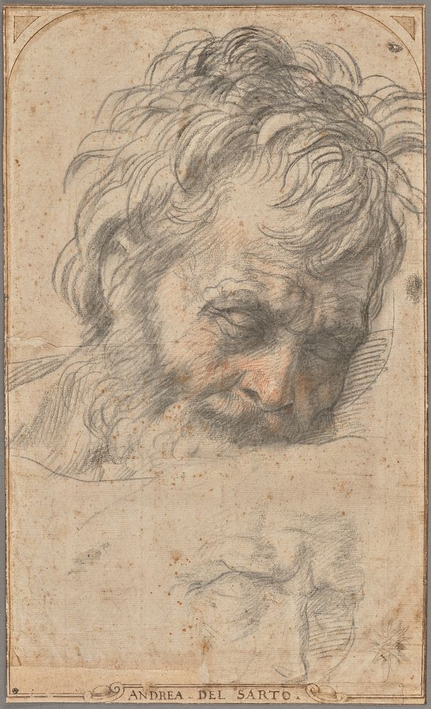 Study for the Head of Saint Joseph (recto); Two Studies of Legs (verso) by Andrea del Sarto