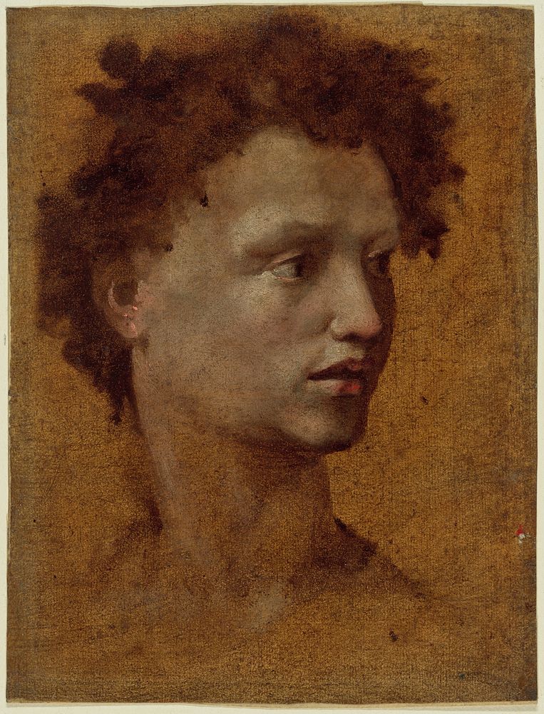 Head of a Youth by Domenico Beccafumi