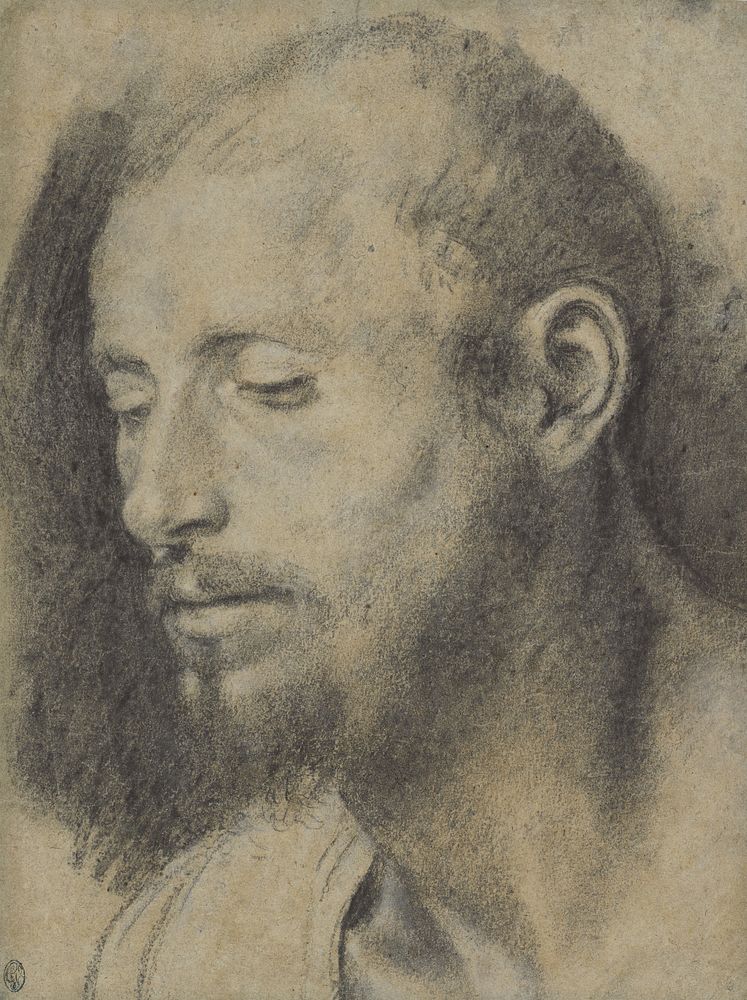 Study of the Head of a Bearded Man by Giovanni Girolamo Savoldo