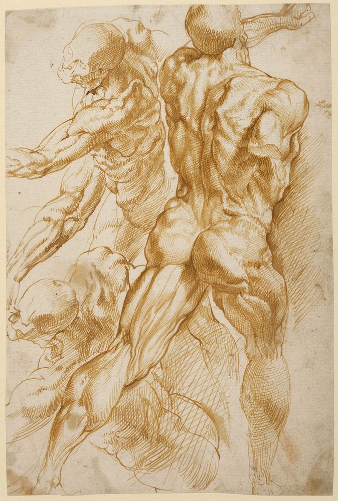 Anatomical Studies by Peter Paul Rubens