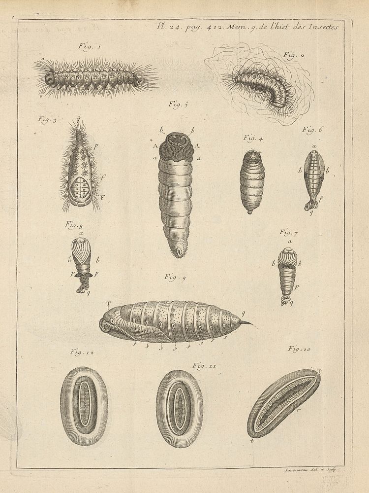 Plate 24, page 412. Memoir 9. The history of insects.