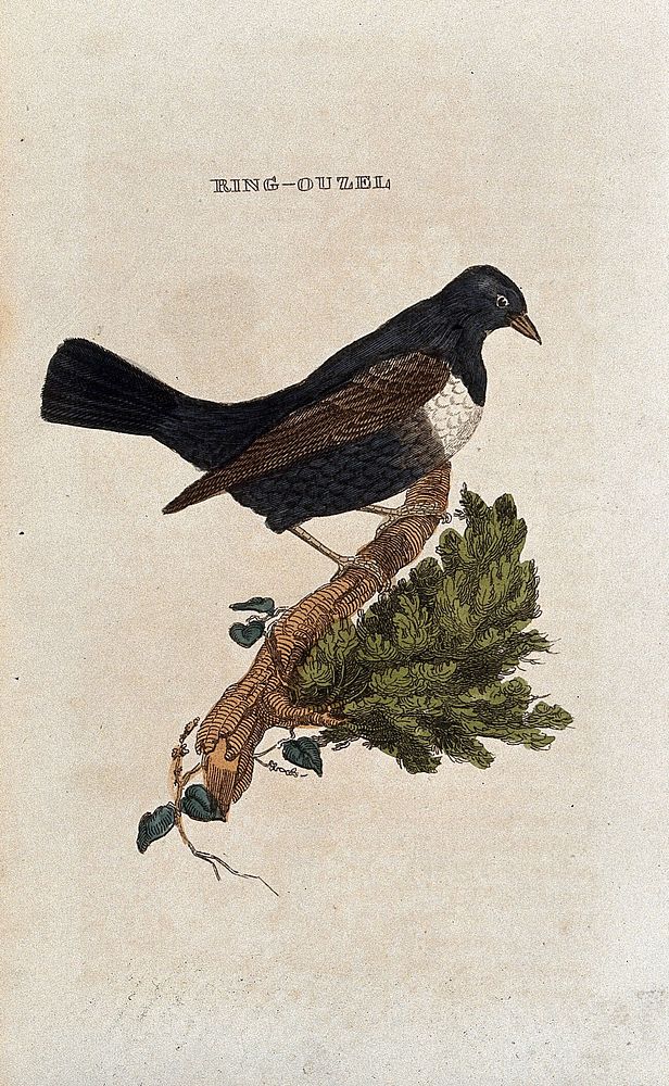 A bird: a ring-ouzel. Coloured engraving.