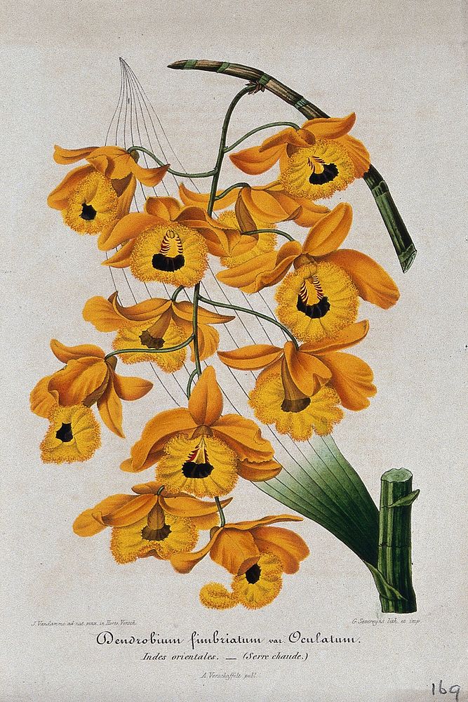 A tropical orchid (Dendrobium fimbriatum var. Oculatum): flowering stem. Chromolithograph by G. Severeyns, c. 1860, after J.…
