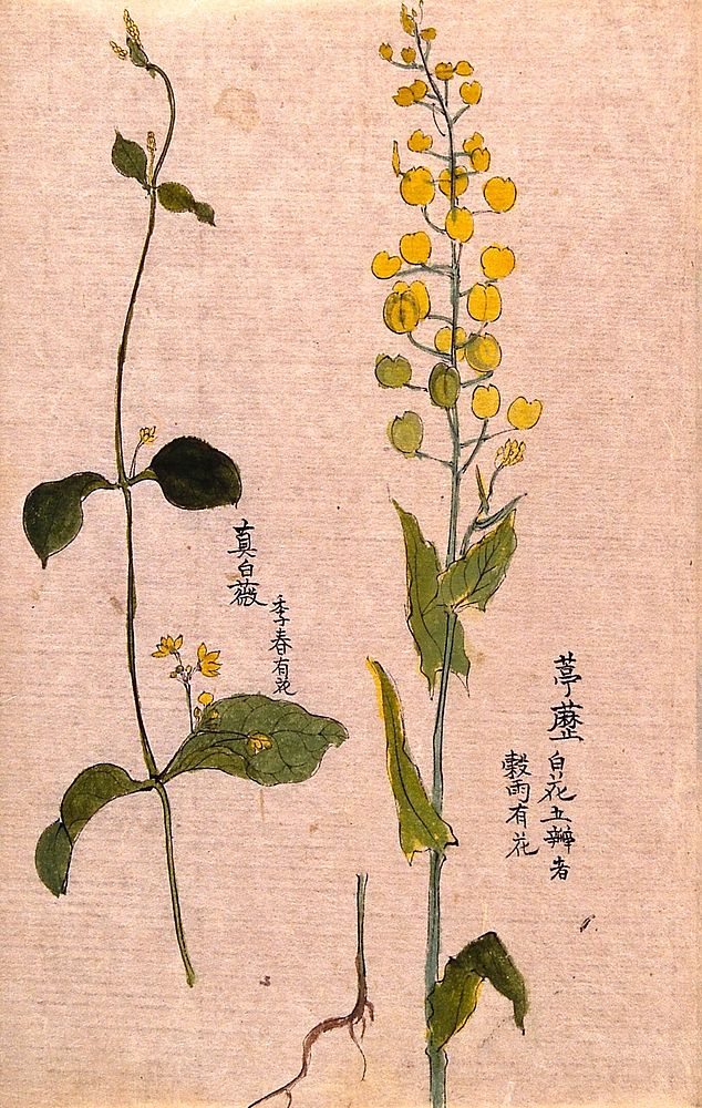 Two plants: herbaceous stems with yellow flowers. Watercolour.