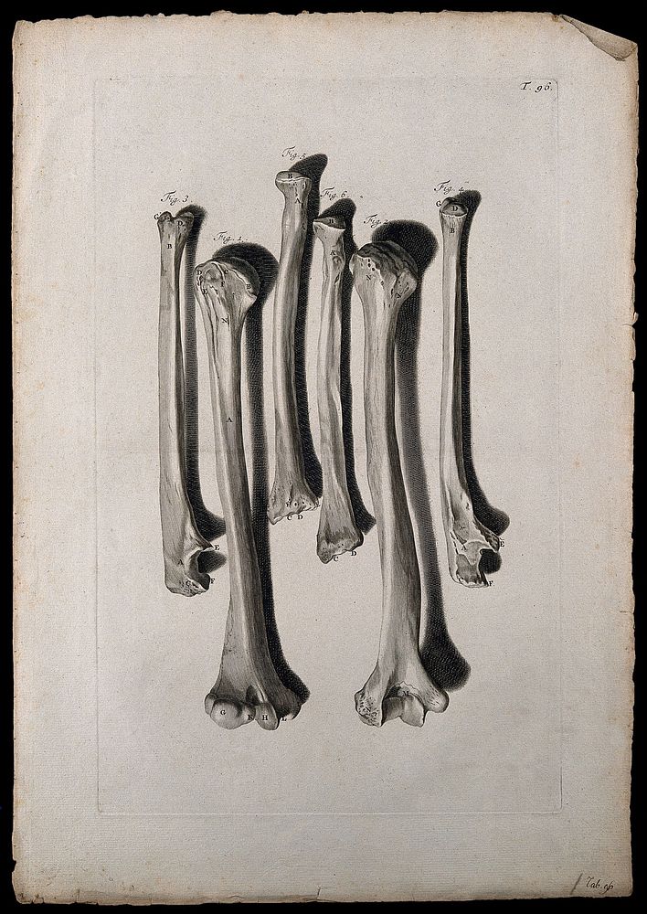 The bones of the arm. Engraving after G. de Lairesse, 1739.
