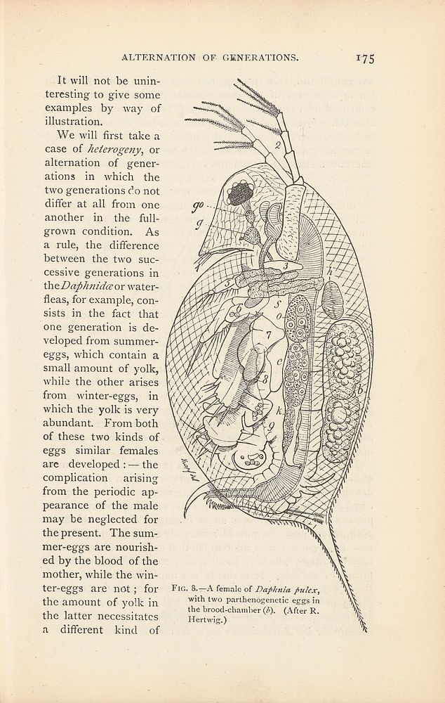 A female of Daphnia pulex with eggs, fig.3 in 'Alternation of Generations', p.175 The Germ-Plasm: A Theory of Heredity by…