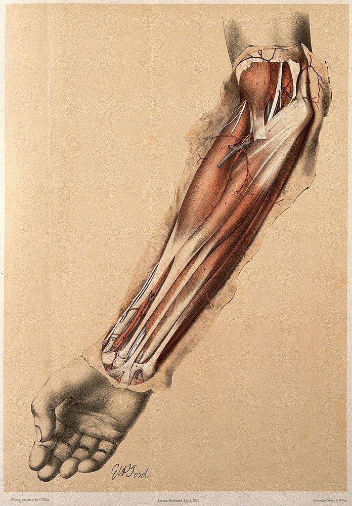 Dissection of the fore-arm. Colour lithograph by G.H. Ford, 1863.