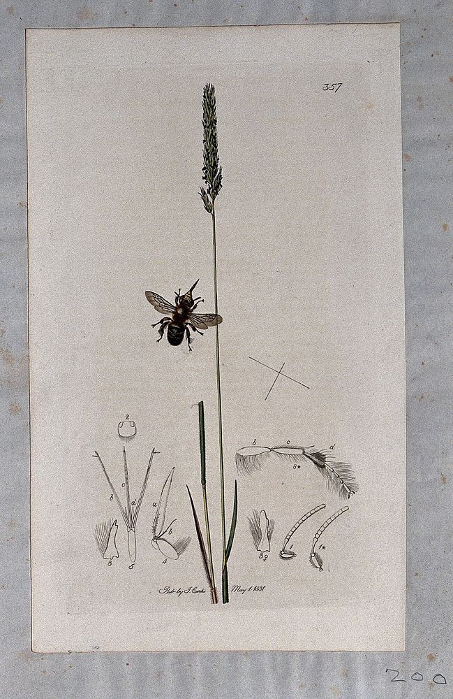 Crested hair grass (Koeleria cristata) with an associated insect and its anatomical segments. Coloured etching, c. 1831.