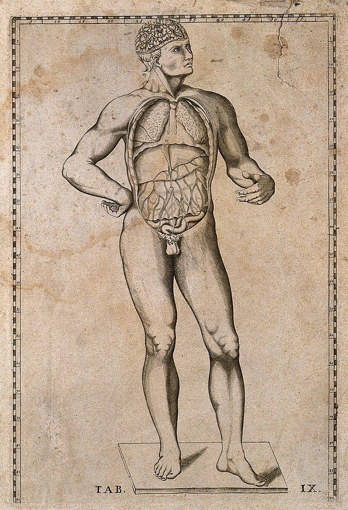 A man standing, anterior view with brain and contents of thorax and abdomen exposed. Engraving by Giulio de' Musi, by 1552…