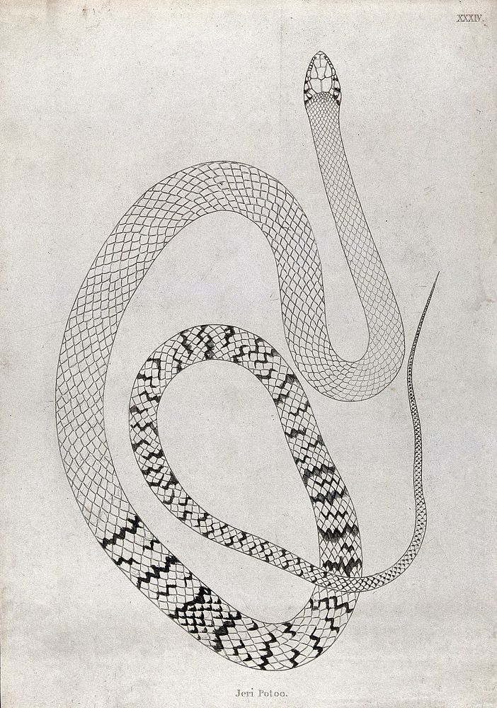 An Indian snake: Jeri Potoo. Engraving by W. Skelton, ca. 1796.