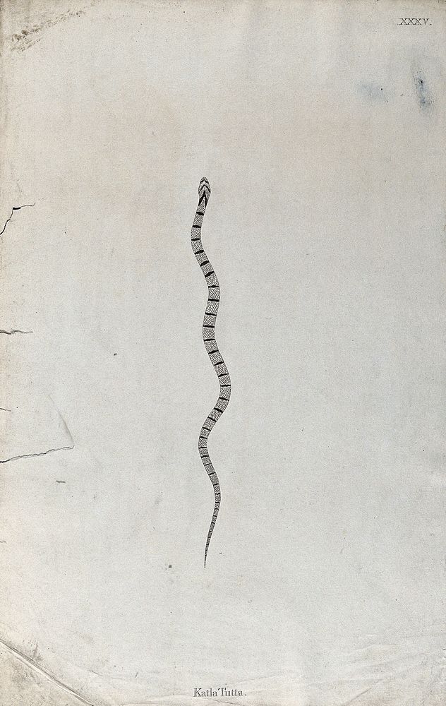 An Indian snake: Katla Tutta. Engraving by W. Skelton, ca. 1796.