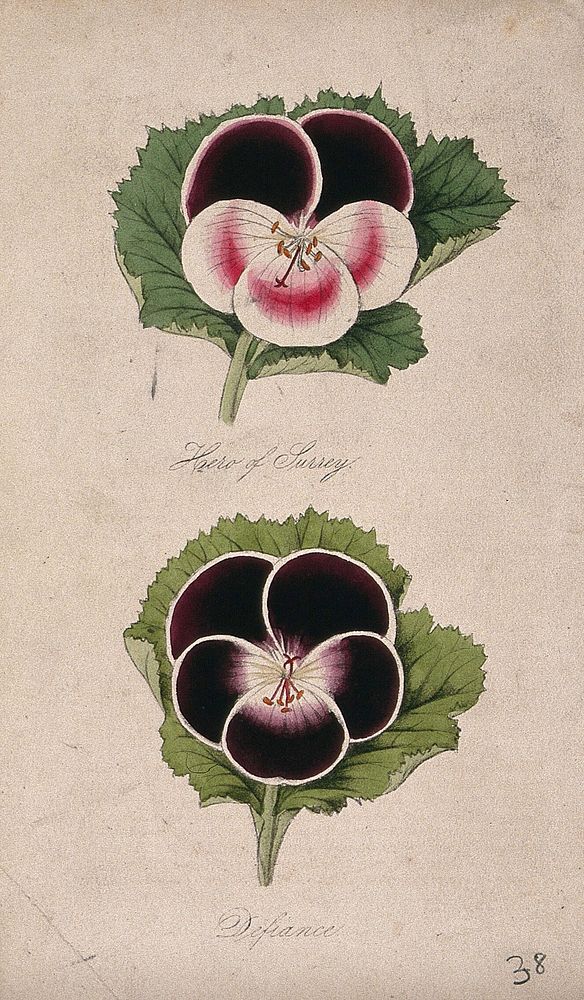 Two flowers from different varieties of pelargonium (Pelargonium species). Coloured lithograph.