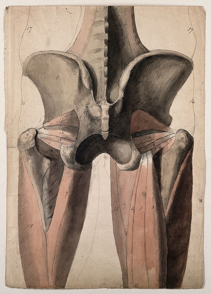 The muscles and bones of the pelvis and thighs. Pen and ink, with pink and brown watercolour washes, by C. Landseer, ca.…