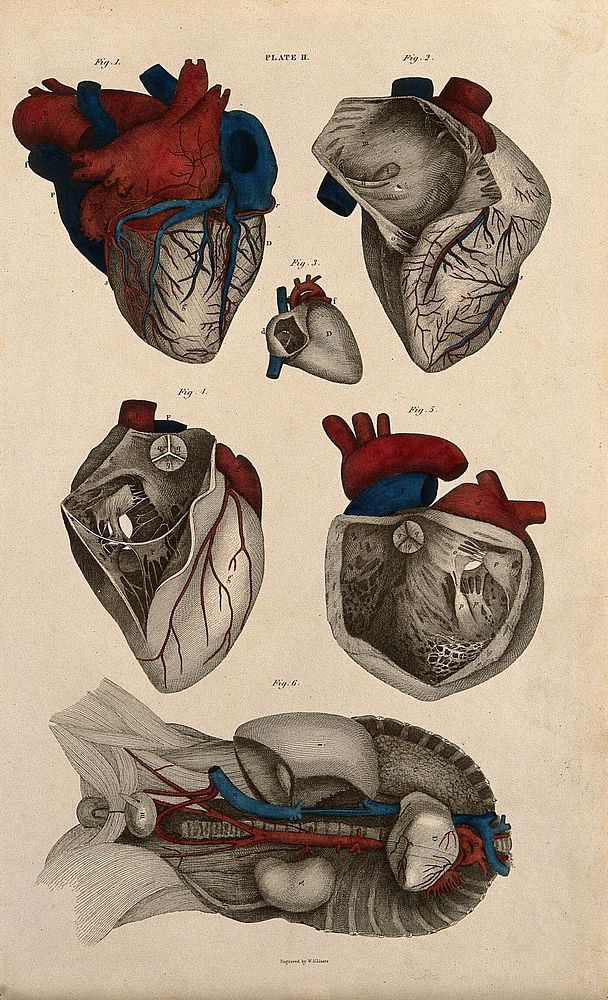 Heart: six figures, with blood-vessels and nerves indicated in red and blue. Coloured line engraving by W.H. Lizars…