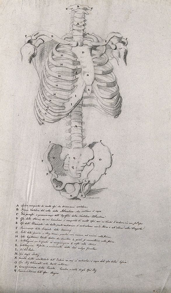Axial skeleton, showing the bones of the torso and pelvis. Pencil drawing by J.C. Zeller ca. 1833  after B. Genga, 1691.