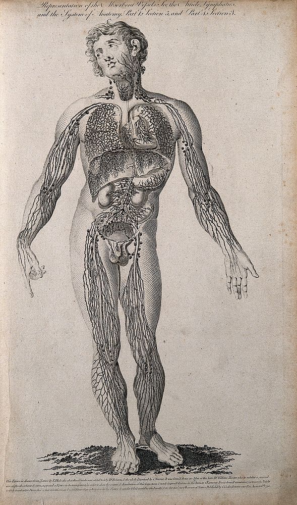 Vessels and glands of the lymphatic system: male figure seen from the front. Line engraving, by C. Warren after F. Blake…
