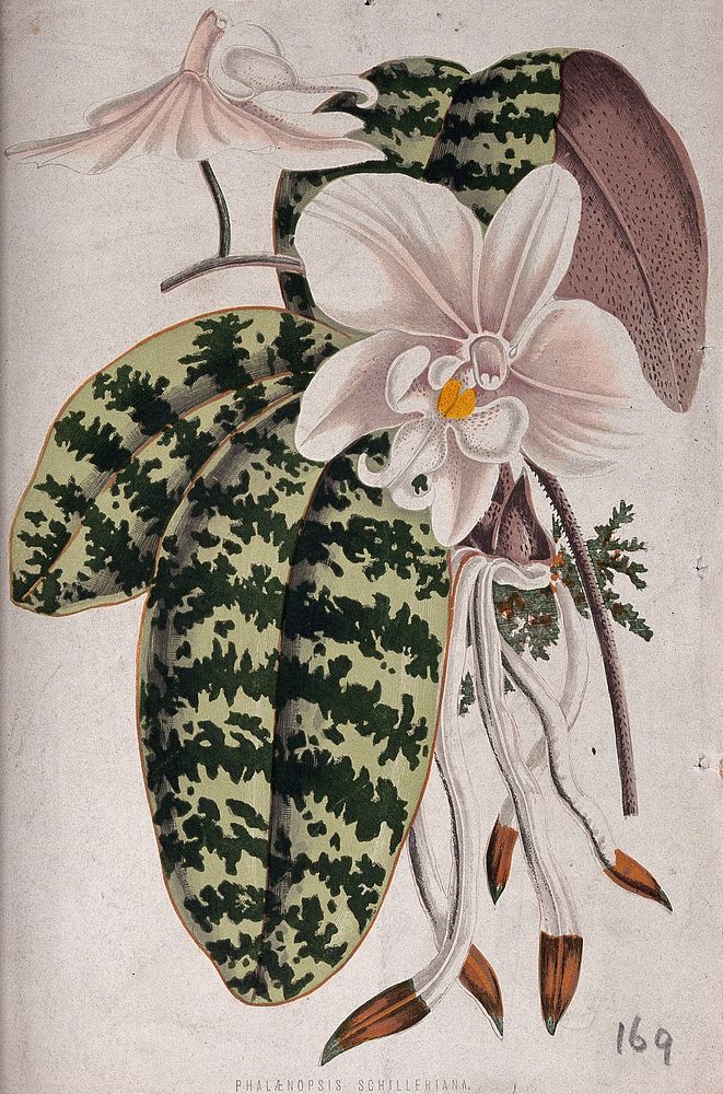An orchid (Phalaenopsis schilleriana): flowering stem. Chromolithograph, c. 1870, after H. Briscoe.
