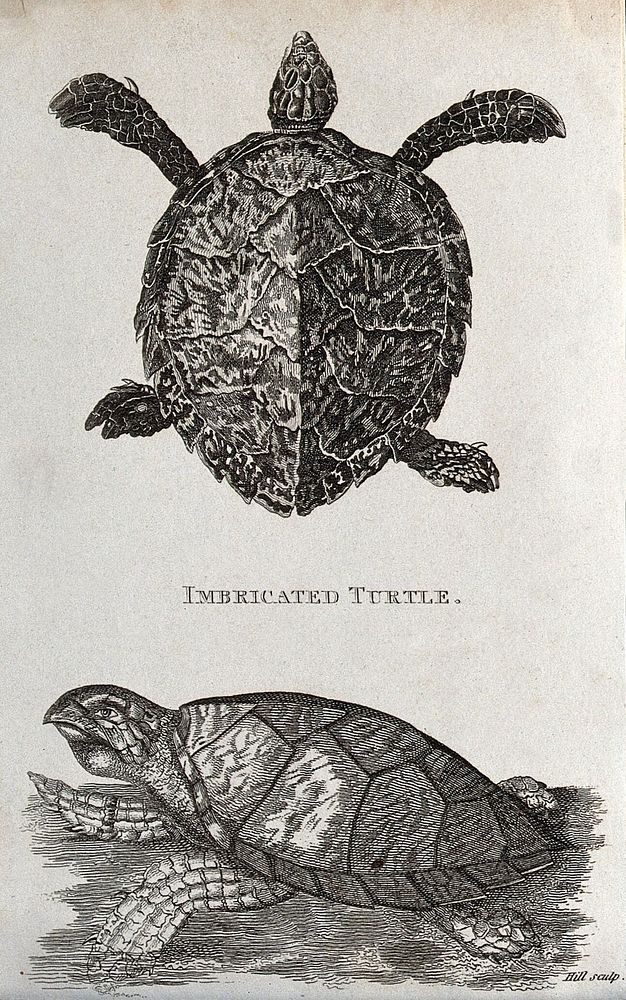 Above, a loggerhead turtle viewed from above; below, a loggerhead turtle viewed from below. Etching by Hill.