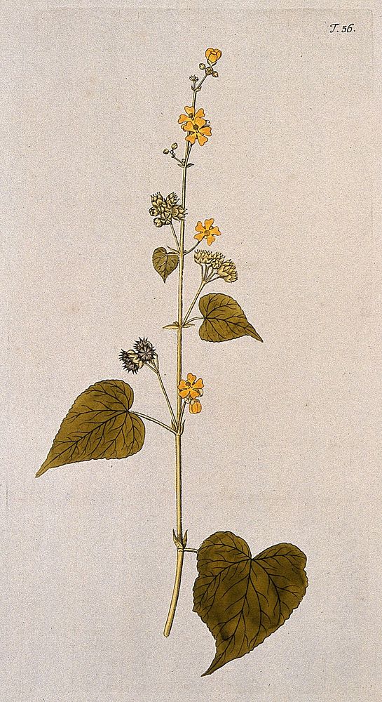 Sida (Sida umbellata L.): flowering and fruiting stem. Coloured engraving after F. von Scheidl, 1770.