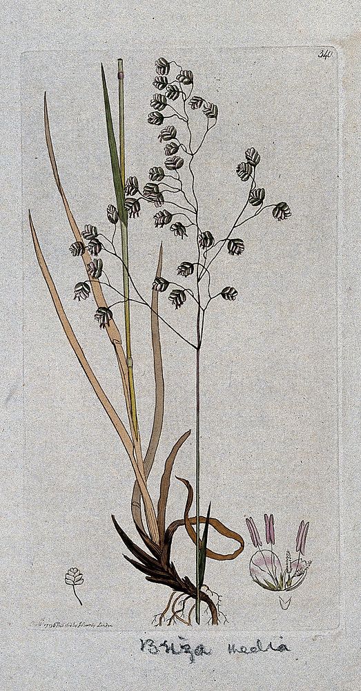 Quaking grass (Briza media): flowering stem, leaves and floral segments. Coloured engraving after J. Sowerby, 1796.