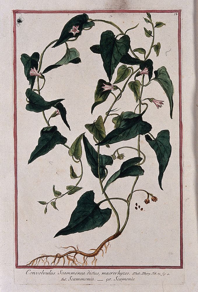Scammony (Convolvulus scammonia L.): entire flowering and fruiting plant with separate seeds. Coloured etching by M.…