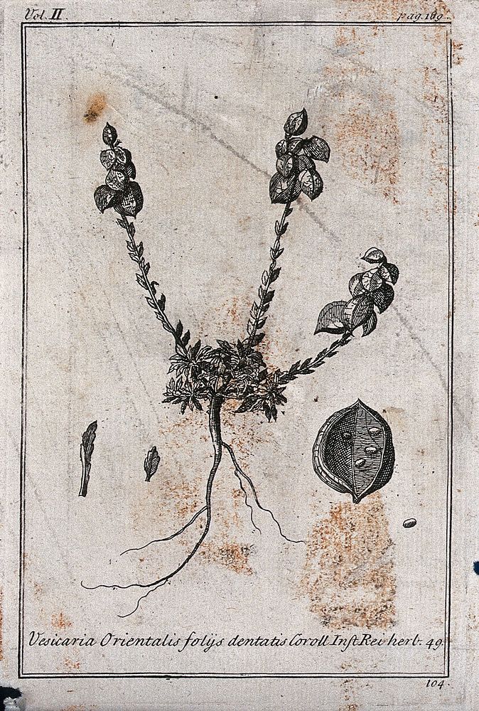 A plant (Alyssum vesicaria): fruiting plant, leaves and fruit. Etching, c. 1718, after C. Aubriet.