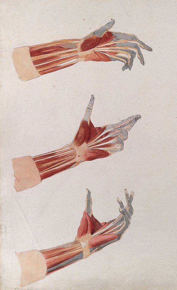 Three dissections of the left hand and wrist, showing the muscles and tendons. Watercolour by J.C. Zeller, ca. 1833.