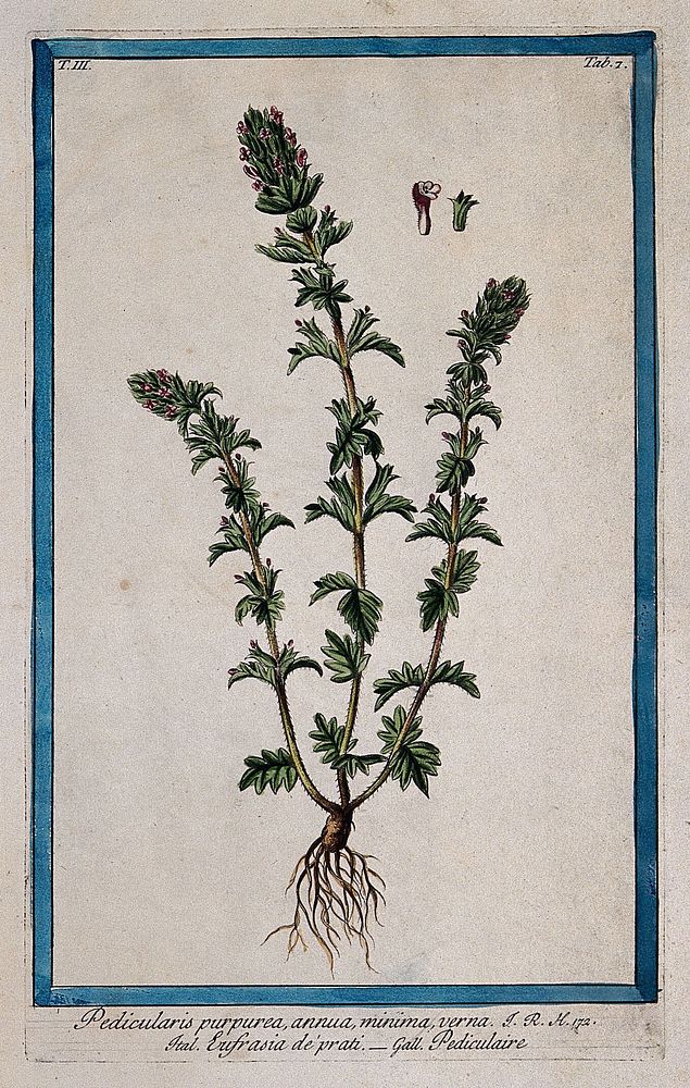 A plant (Rhinanthus sp.): entire flowering plant with separate floral sections. Coloured etching by M. Bouchard, 1775.