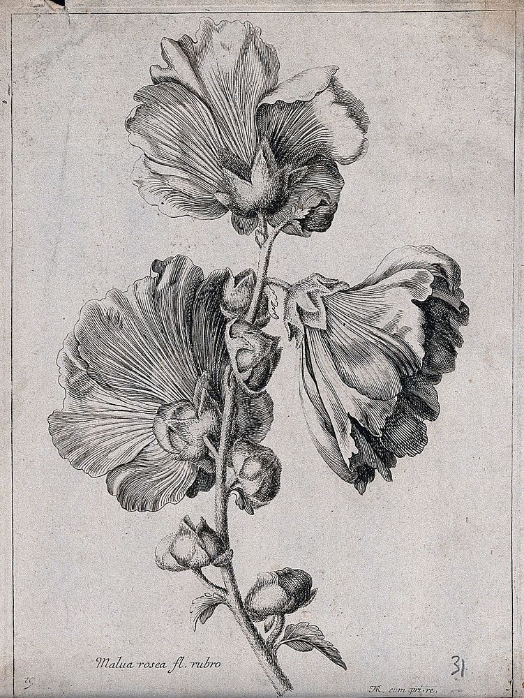 A mallow plant (Malva species): flowering stem. Etching by N. Robert, c. 1660, after himself.