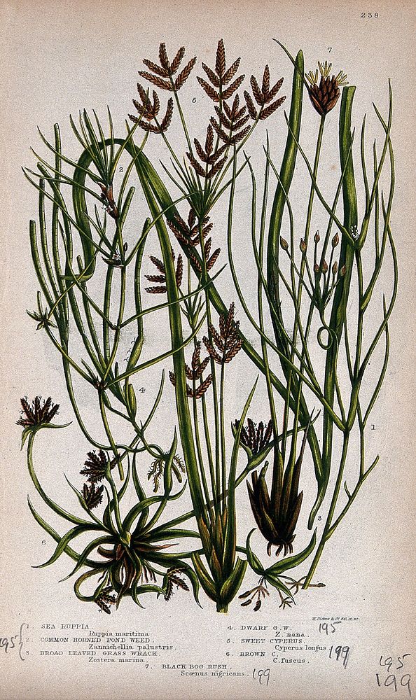 Seven flowering aquatic plants, including eelgrass (Zostera marina) and bog rush (Schoenus nigricans). Chromolithograph by…