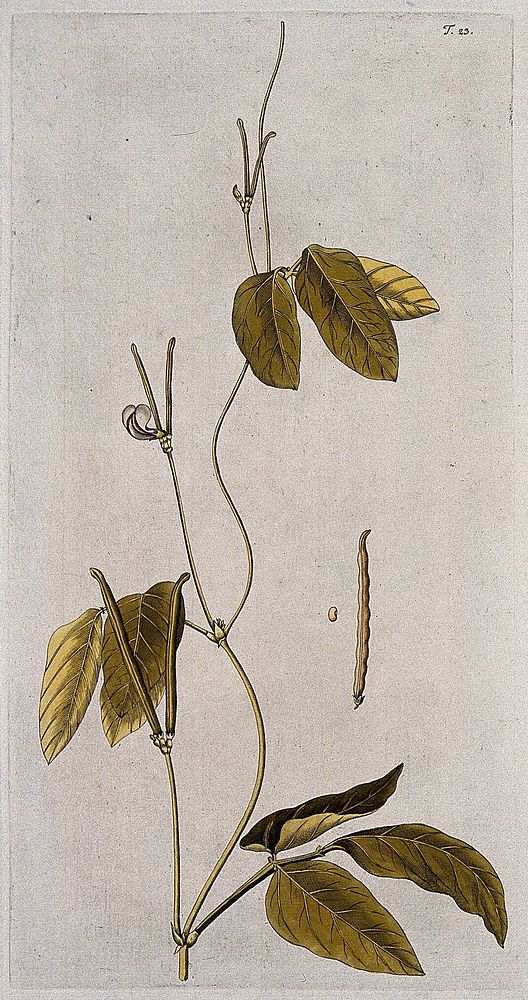 A plant (Vigna catjang) related to cowpea: flowering and fruiting stem with separate pod and seed. Coloured engraving after…