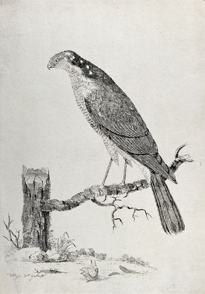 A sparrow-hawk. Etching by W. Hayes, ca. 1780.